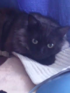黒猫リアン